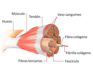 Tendinitis-tendinosis