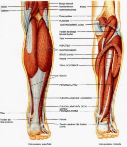 tendon de aquiles